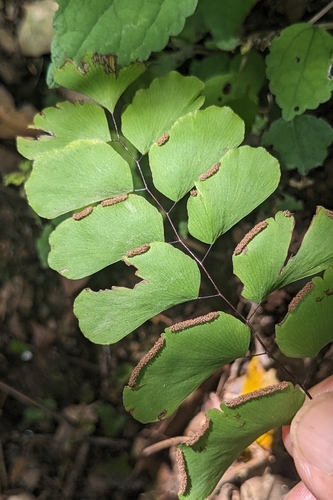 Adiantum philippense, photograph 3