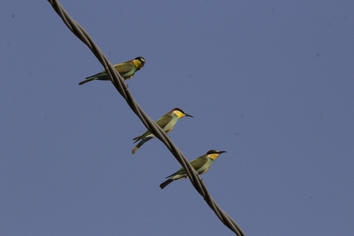 European Bee-eater