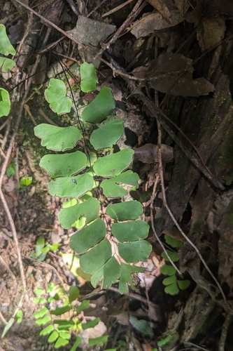 Adiantum philippense, photograph 4
