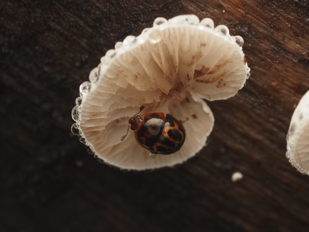 Cyllodes nakanei