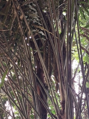 Arenga undulatifolia