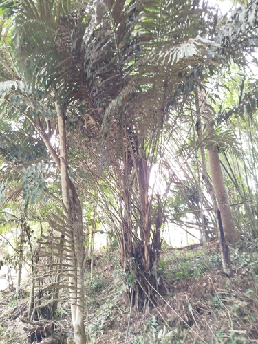 Arenga undulatifolia, photograph 2