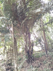 Arenga undulatifolia, photograph (c) Celestino Quintela Sabarís, some rights reserved (CC BY)