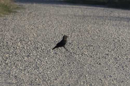 Eurasian Jackdaw
