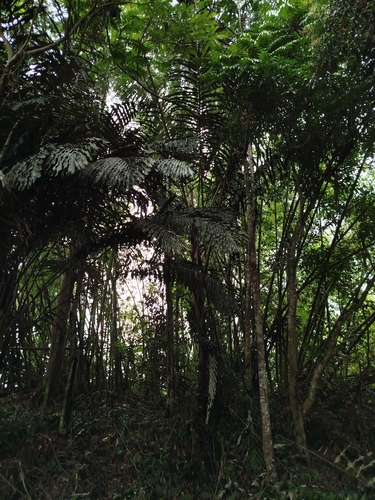 Arenga undulatifolia, photograph 3