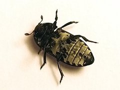 Dermestes laniarius