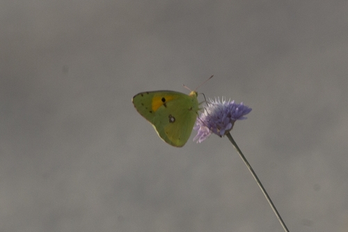Clouded Yellow