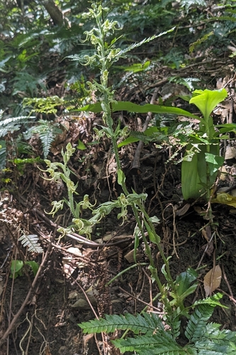 Habenaria ciliolaris