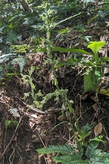 Habenaria ciliolaris