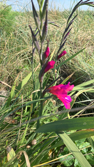 Gladiolus