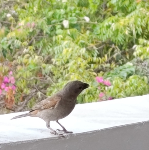 Passer gongonensis