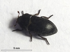 Dermestes laniarius