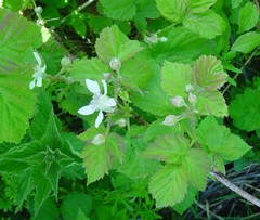 Rubus × loganobaccus