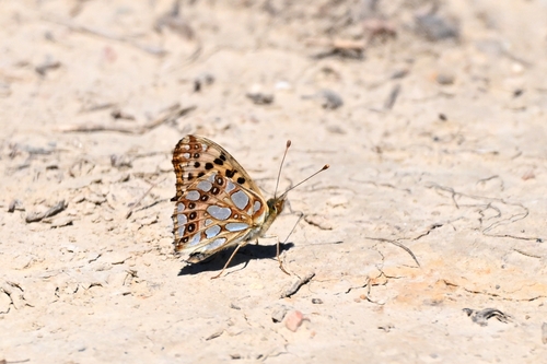 Queen of Spain Fritillary
