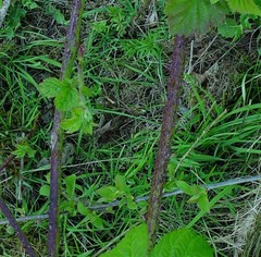 Rubus × loganobaccus