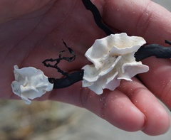 Lithophyllum carpophylli