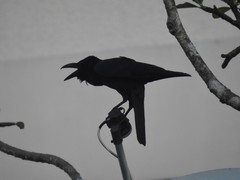 Corvus macrorhynchos