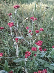 Helichrysum sanguineum