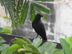 Corvus splendens