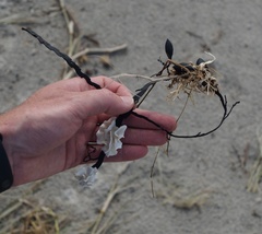 Lithophyllum carpophylli