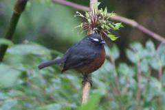 Ochthoeca cinnamomeiventris