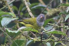 Cnemoscopus rubrirostris chrysogaster