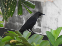 Corvus splendens