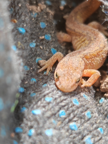 Smooth Newt