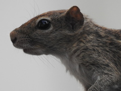 Funambulus palmarum