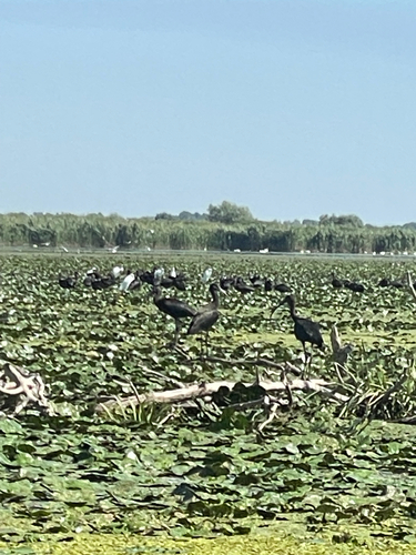 Glossy Ibis