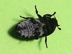 Dermestes laniarius