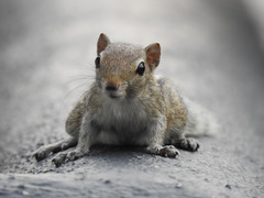 Funambulus palmarum