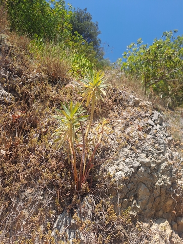 Mediterranean spurge