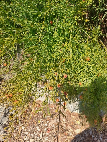 Poet's Cassia