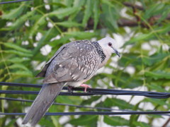 Streptopelia chinensis