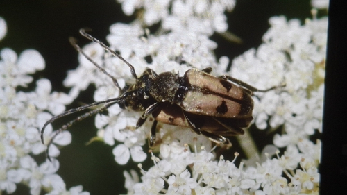 Judolia erratica