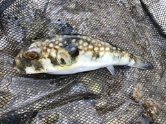 Chelonodontops patoca