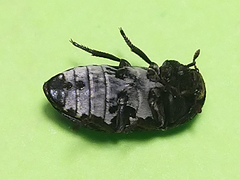 Dermestes laniarius