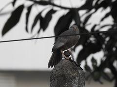 Argya affinis taprobanus