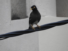 Acridotheres tristis