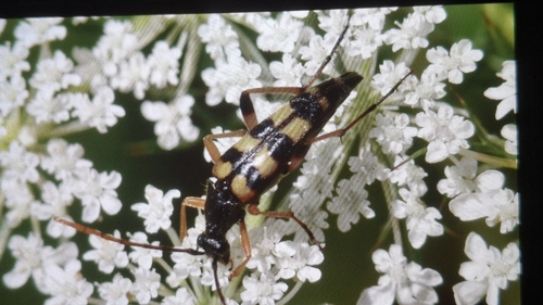 Strangalia attenuata