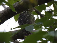 Eudynamys scolopaceus