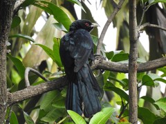 Eudynamys scolopaceus