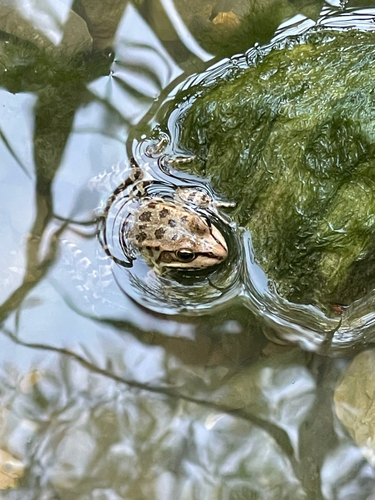 Marsh Frog