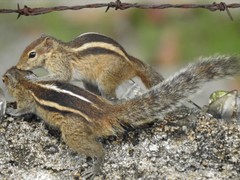Funambulus palmarum