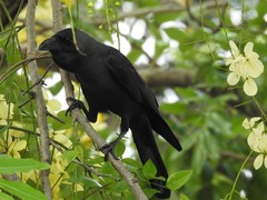 Corvus splendens