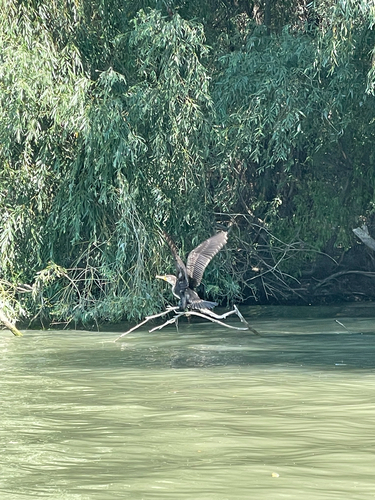 Great Cormorant