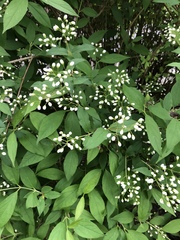 Deutzia scabra