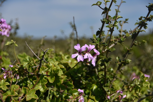 Pelargonium peltatum
