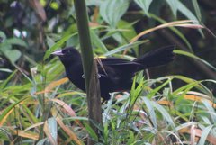 Cacicus chrysonotus